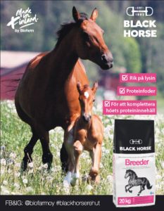 Black Horse Breeder