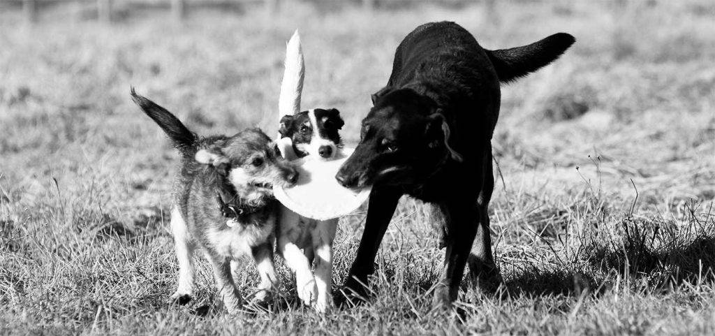Tre hundar springer med en frisbee.